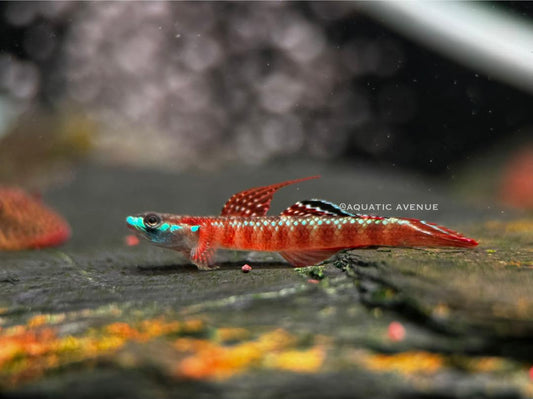 Stiphodon rutilaureus