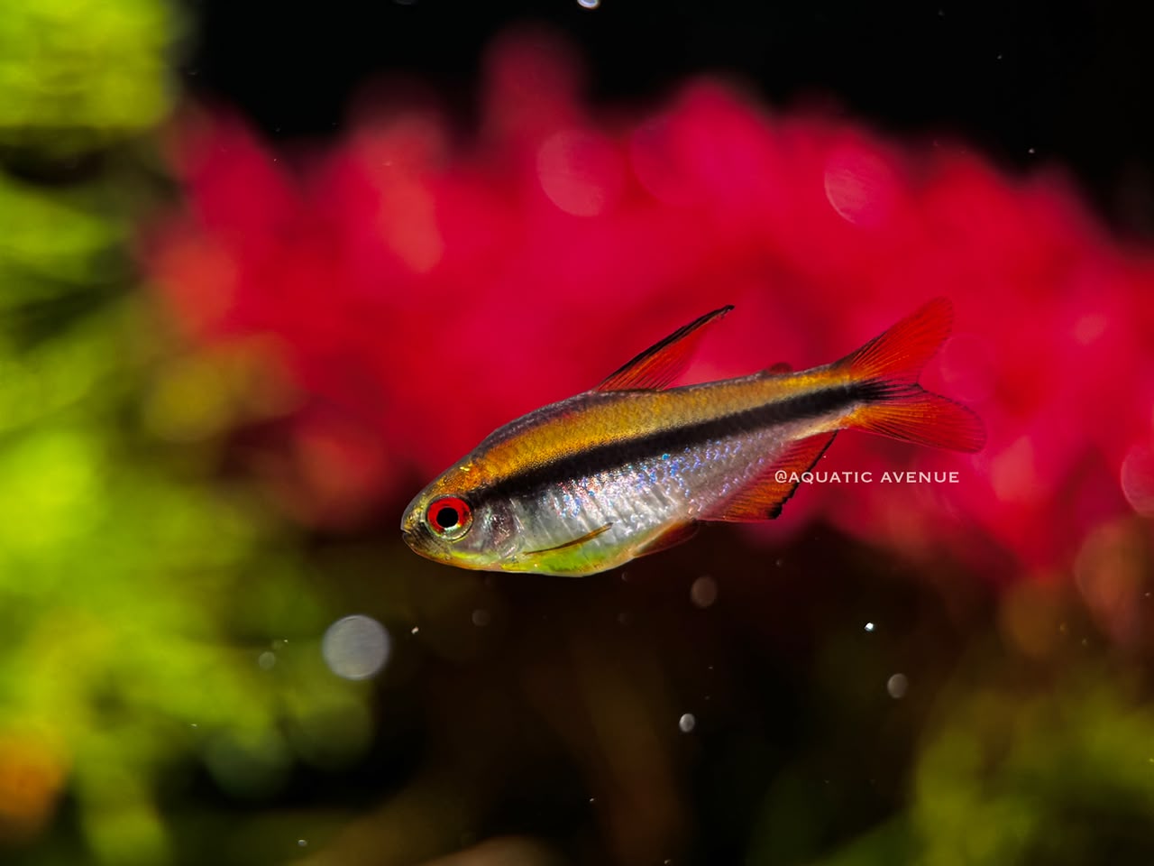 Hyphessobrycon notidanos 'Red eye'