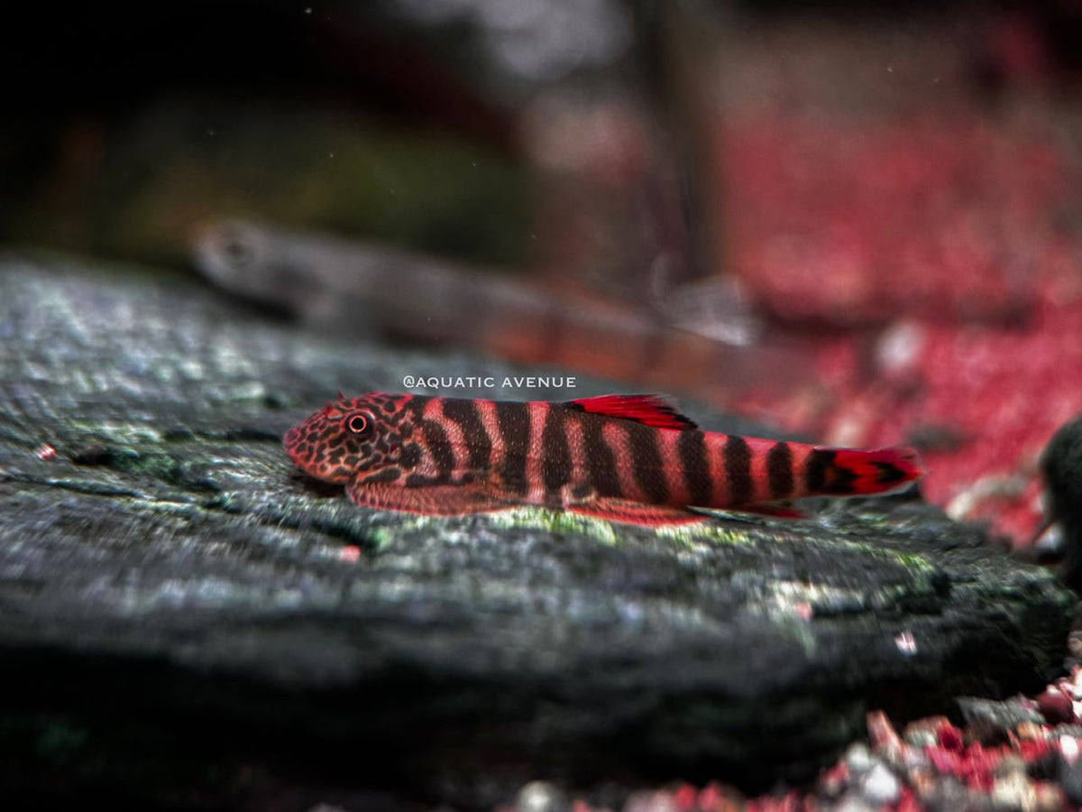 Gastromyzon sp. "Crimson tiger"