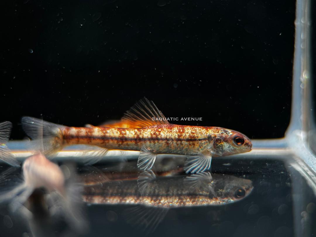 Characidium sp 'platinum'