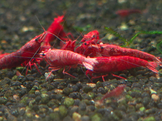 Fire Red Shrimp