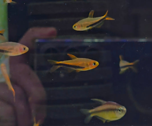 Inpaichthys sp. 'Black arrow (Bred)