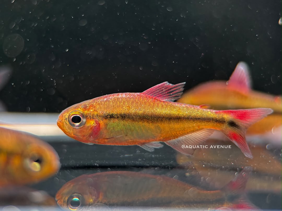 Hyphessobrycon melanotichos sp. 'Blue ribbon' Type III