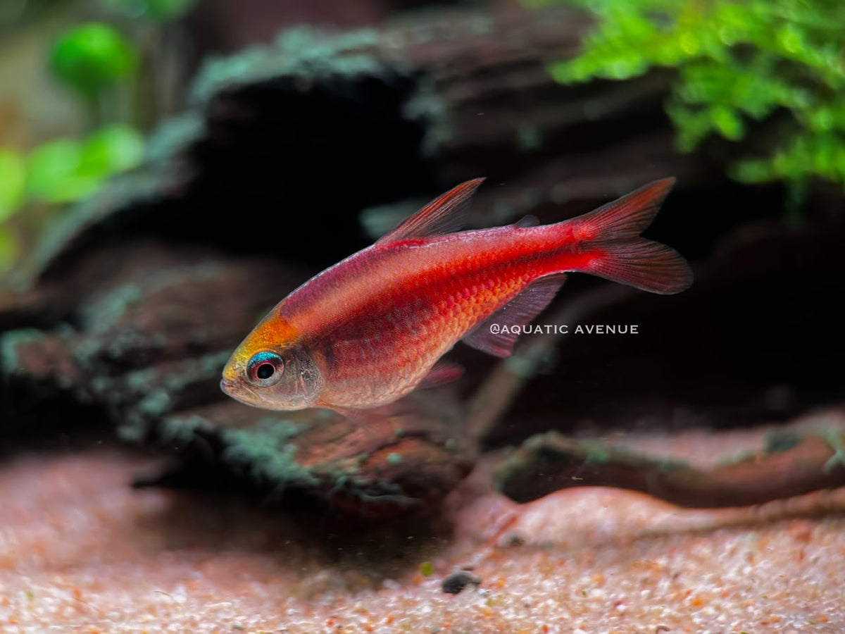 Hyphessbrycon Notidanos “Red Devil”