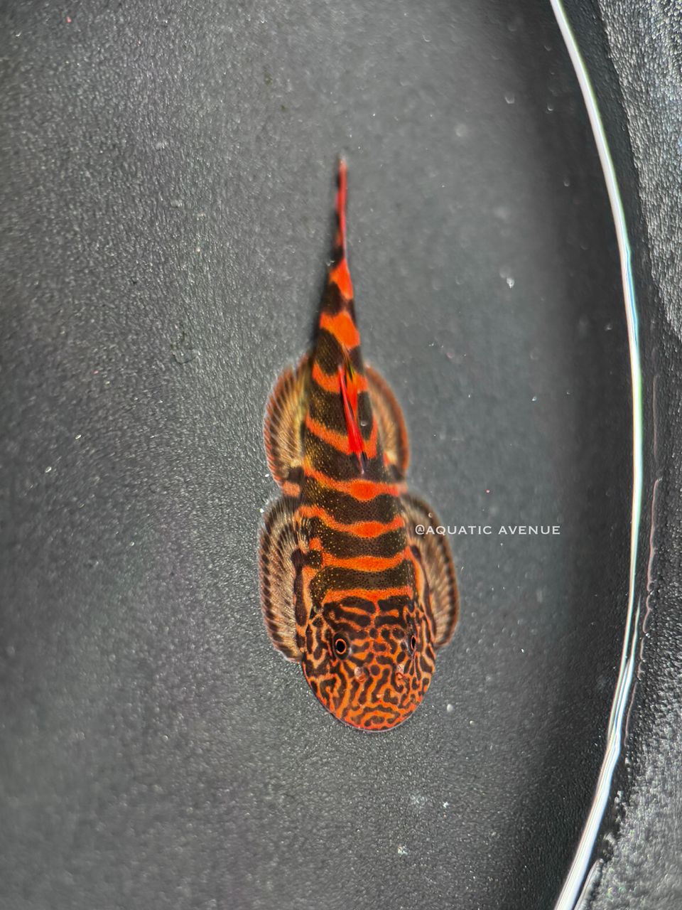 Gastromyzon sp. "Crimson tiger"