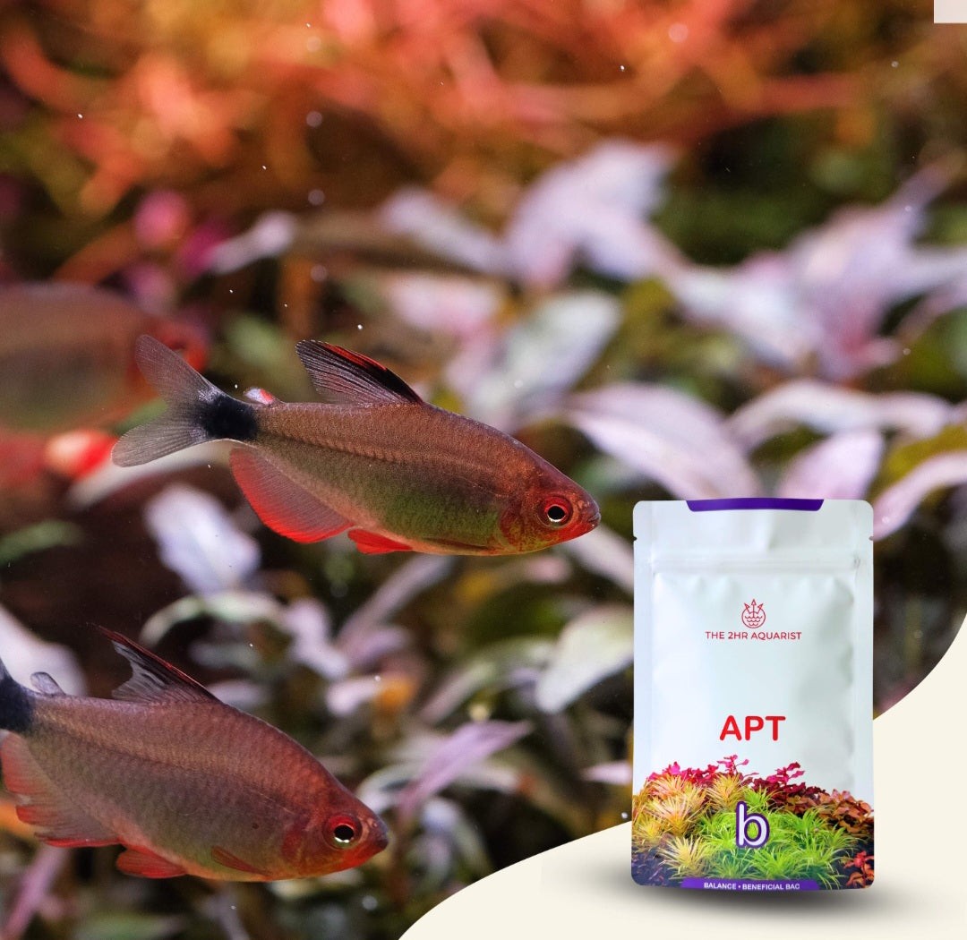 APT Balance (bacteria starter)