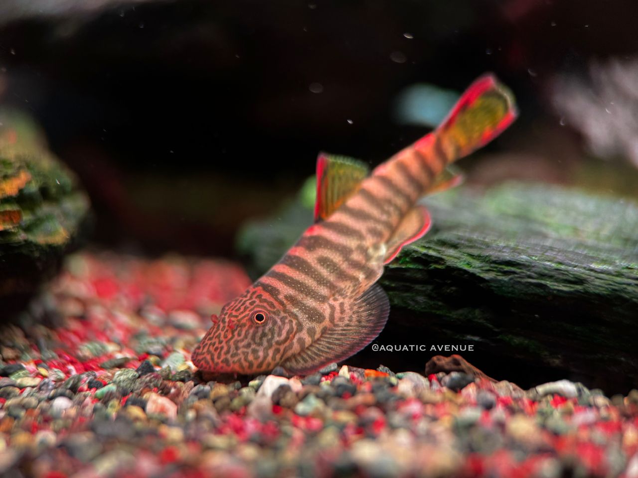 Gastromyzon sp. Flame tiger "Type II"