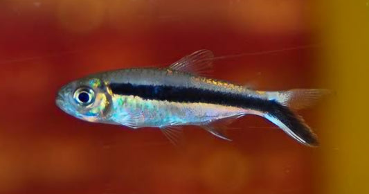 Penguin Tetra (Thayeria boehlkei)
