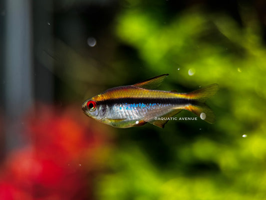Hyphessobrycon notidanos 'Red eye'
