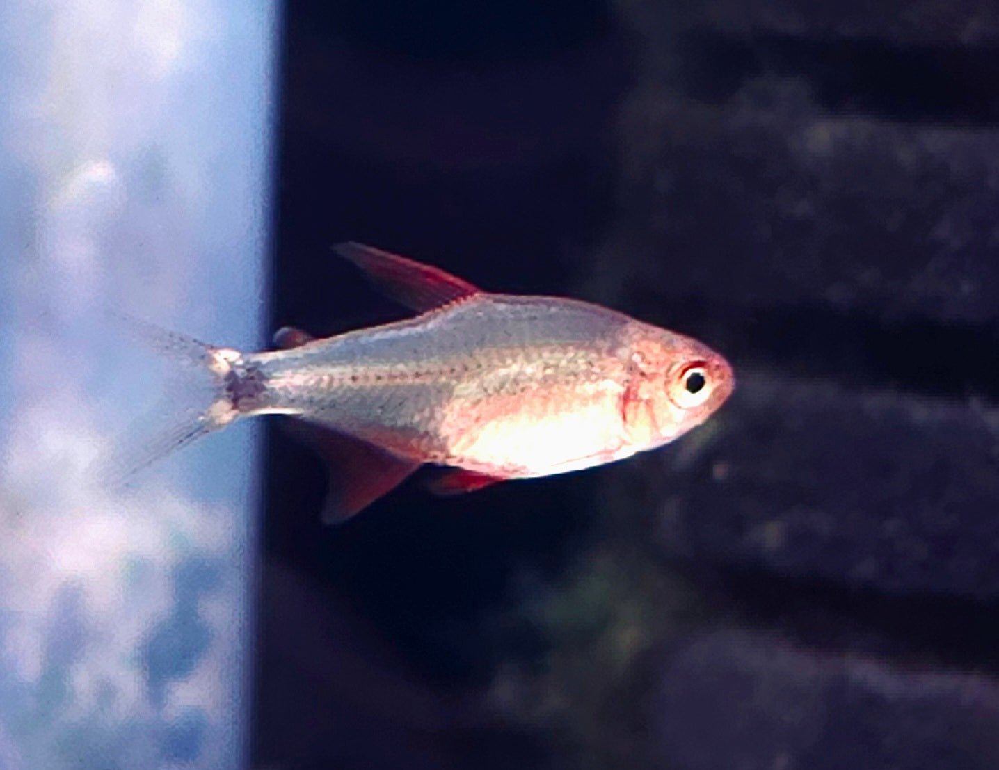 Hyphessobrycon Peugeoti