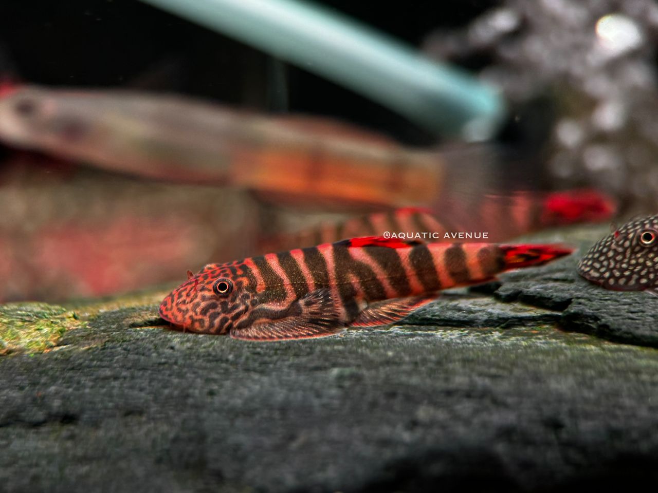 Gastromyzon sp. "Crimson tiger"