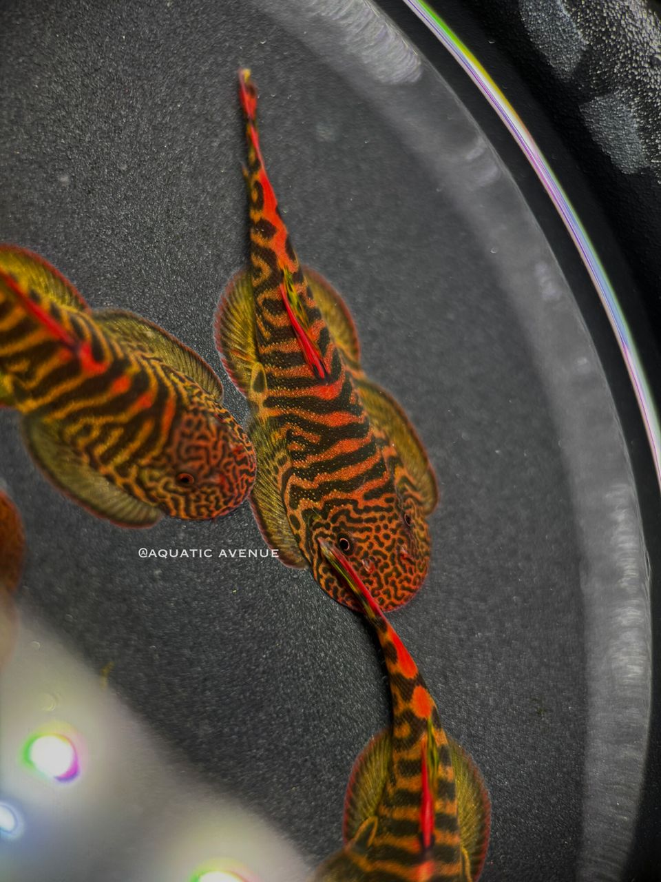 Gastromyzon sp. Flame tiger "Type II"