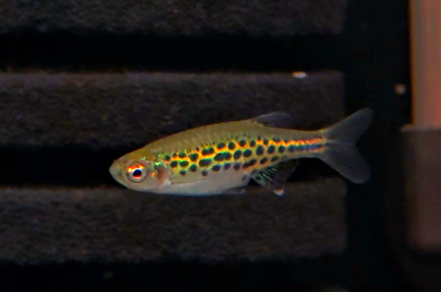 Ring Danio (New)