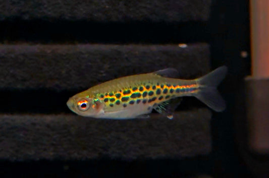 Ring Danio (New)