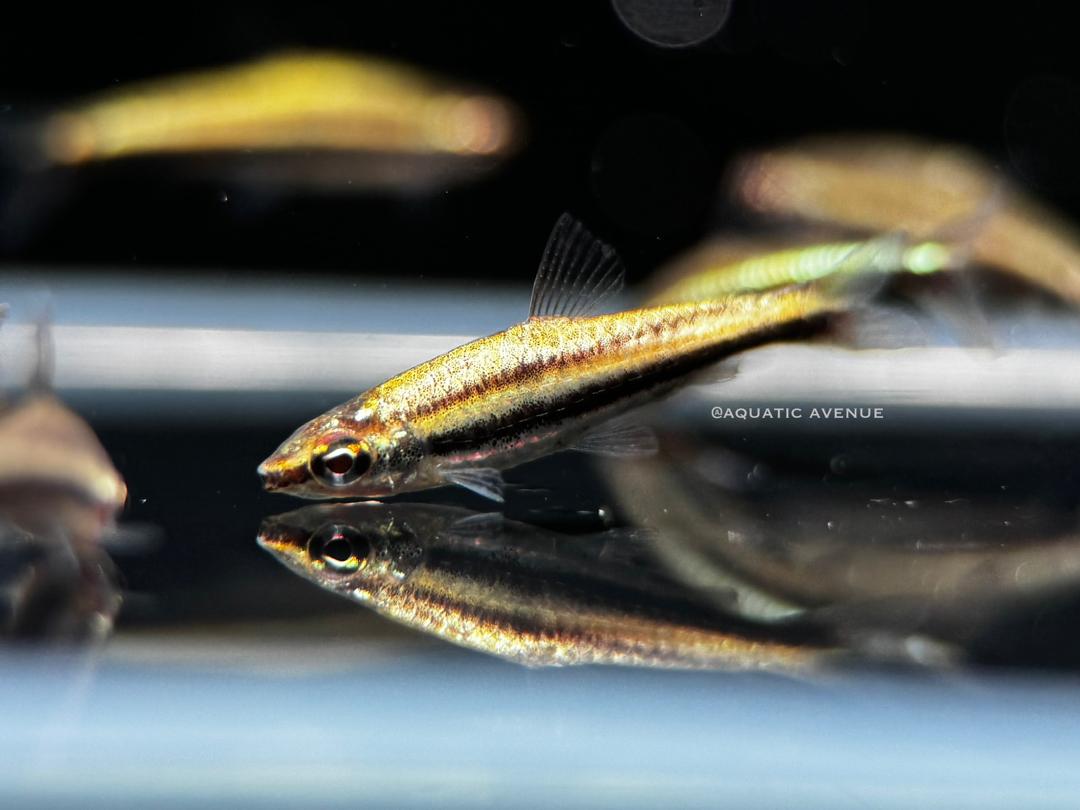 Nannostomus "Platinum"