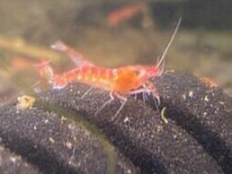 OPAE ULA red Hawaiian shrimp