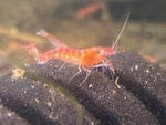 OPAE ULA red Hawaiian shrimp