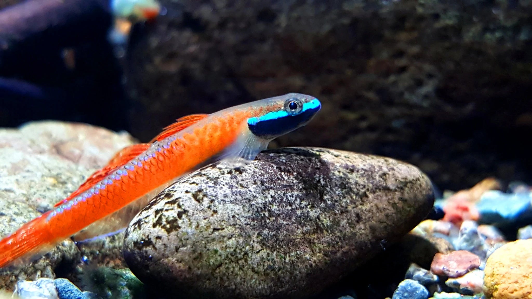 Annie's Dwarf Goby (Stiphodon annieae)