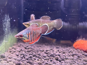 Sphaerichthys vaillanti (Samurai Gourami)