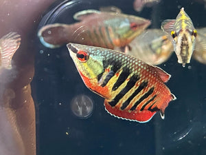 Sphaerichthys vaillanti (Samurai Gourami)