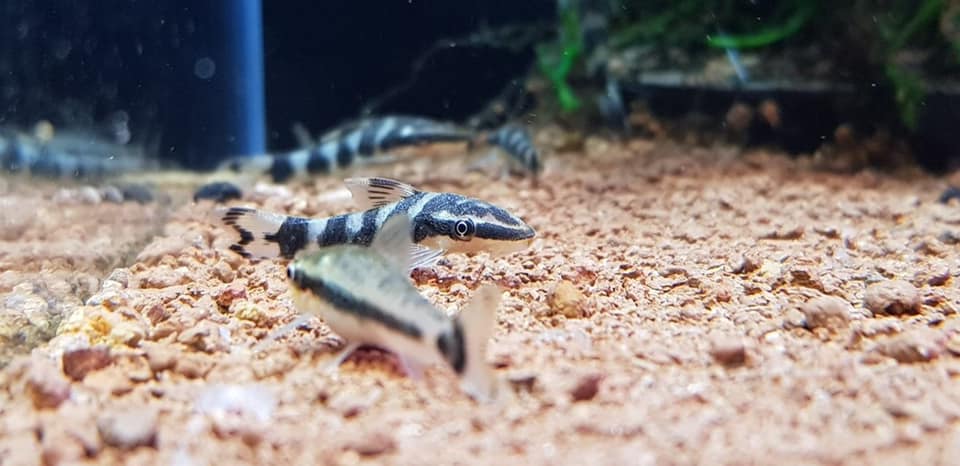 Zebra Otocinclus