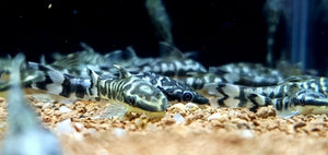 Zebra Otocinclus