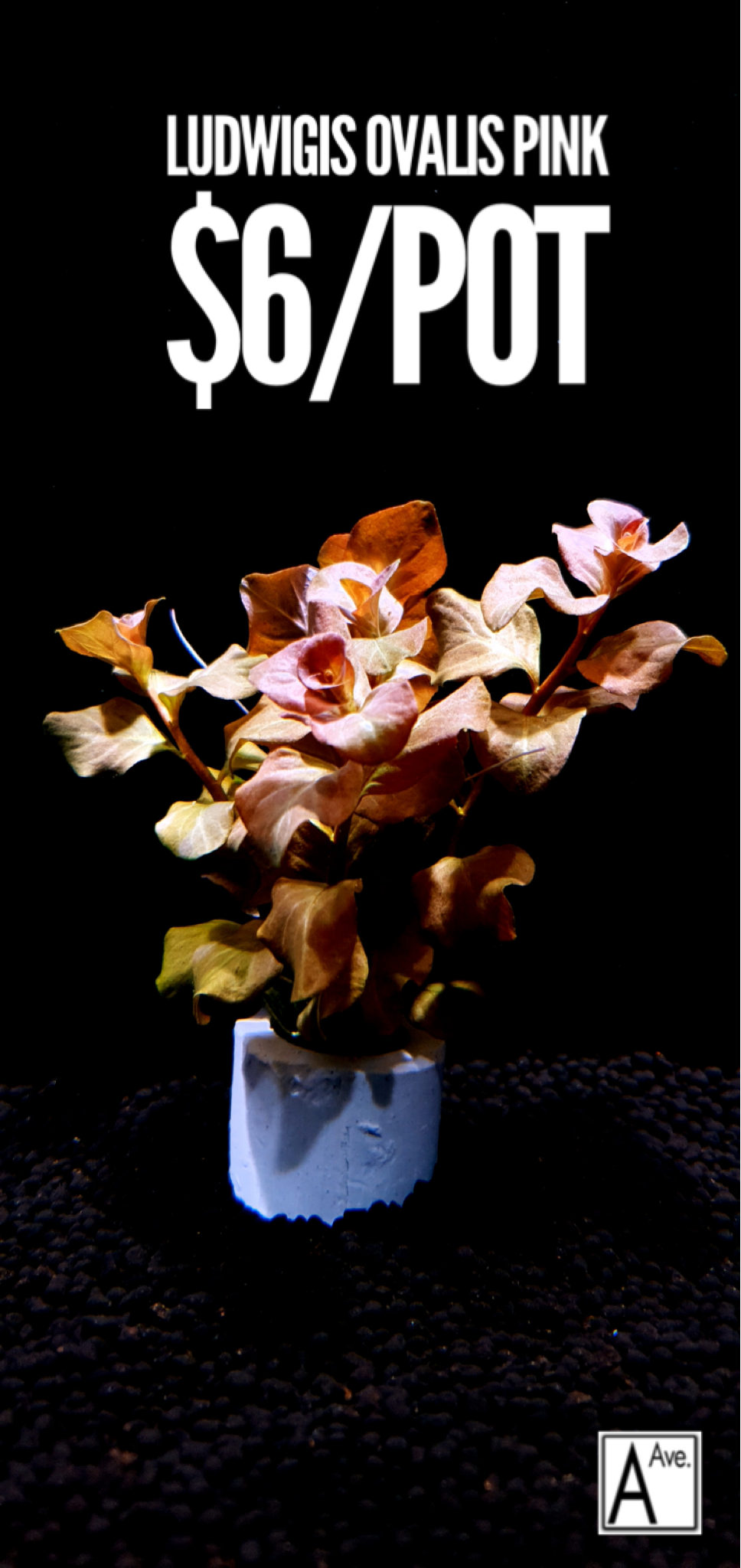 Ludwigia Ovalis Pink