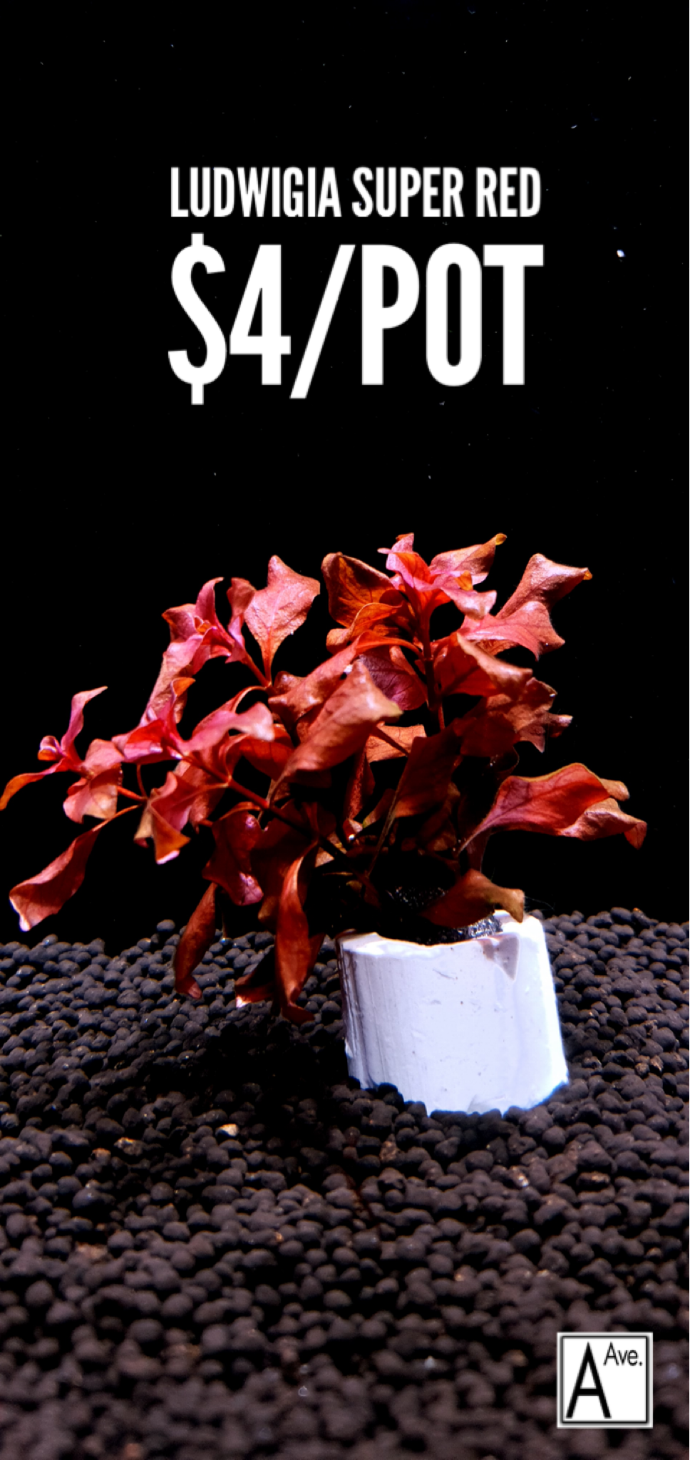 Ludwigia Super red