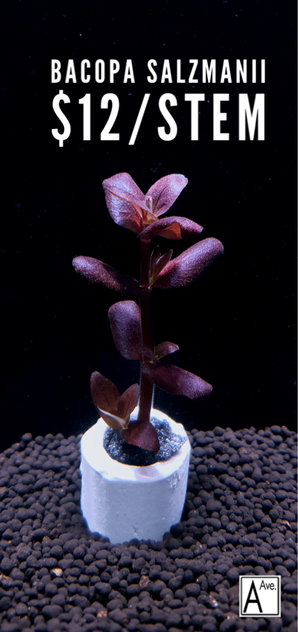Bacopa Salzmannii Purple