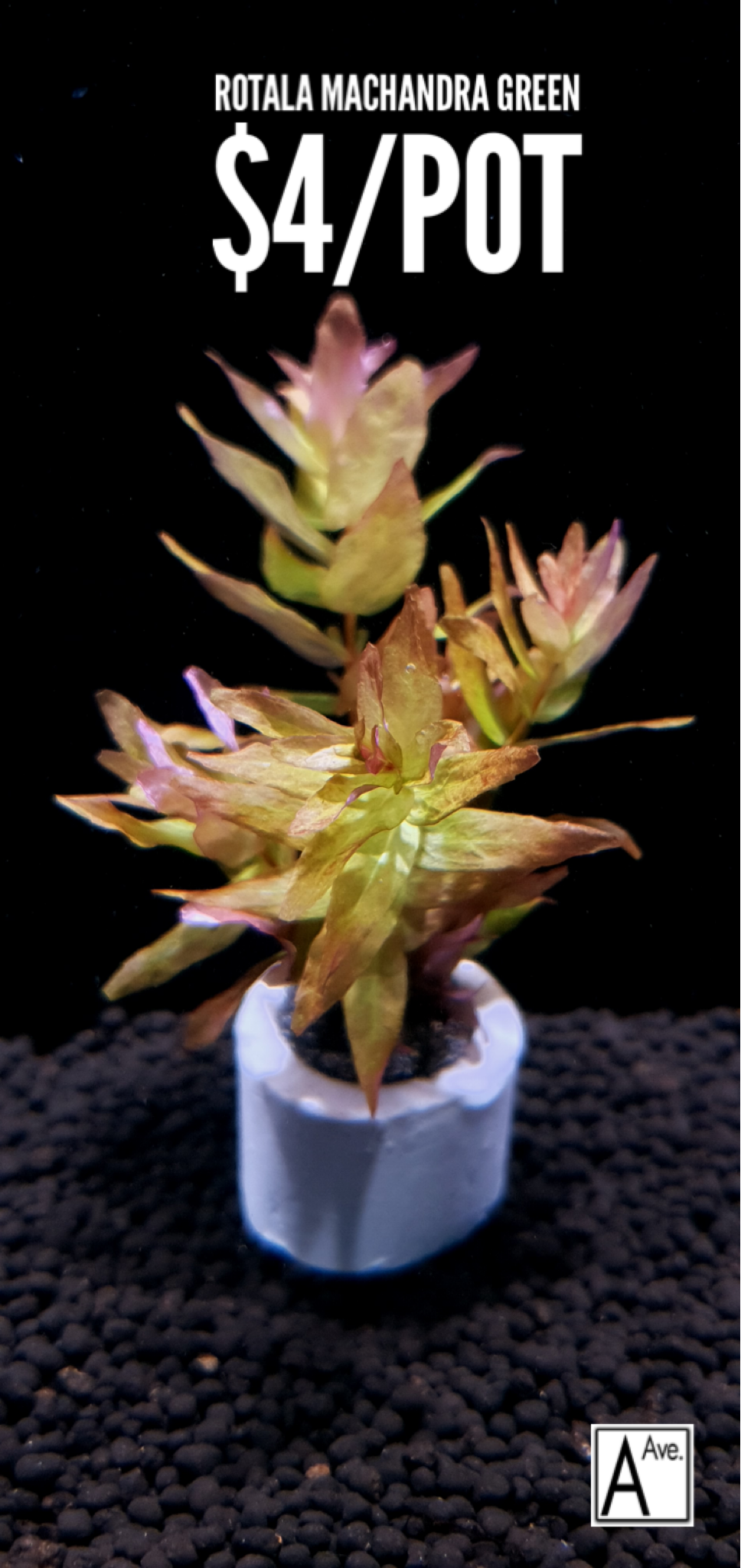 Rotala Macrandra Green