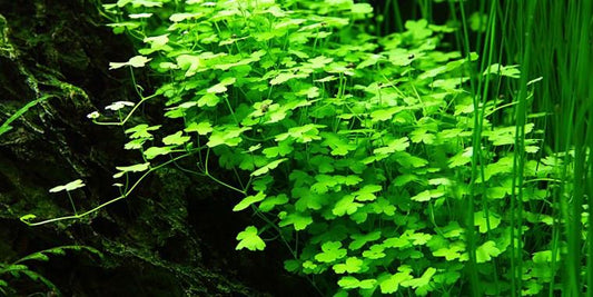 TROPICA 1-2 Grow TC (Hydrocotyle tripartita)