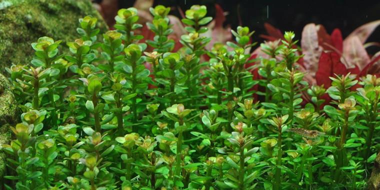 TROPICA 1-2 Grow TC (Rotala 'Bonsai')
