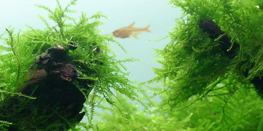 TROPICA 1-2 Grow TC (Taxiphyllum barbieri)