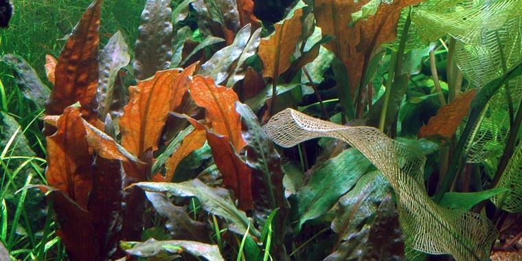 TROPICA 1-2 Grow TC (Cryptocoryne wendtii 'Mi Oya