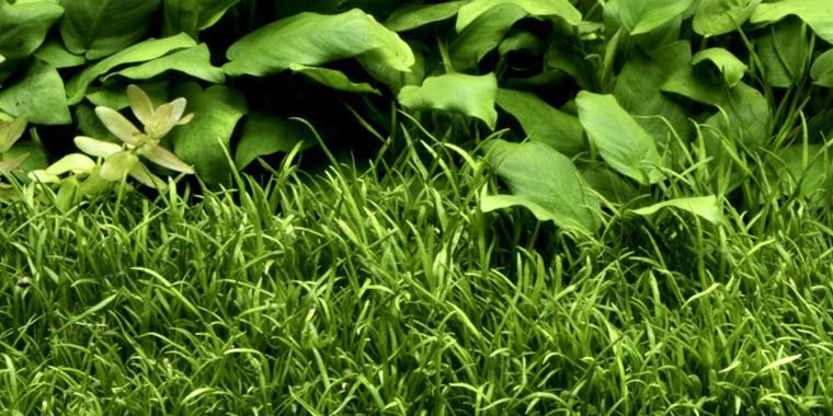 TROPICA 1-2 Grow TC (Lilaeopsis brasiliensis)