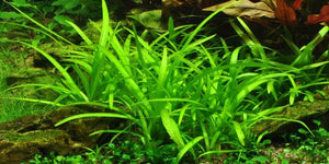 TROPICA 1-2 Grow TC (Sagittaria subulata)