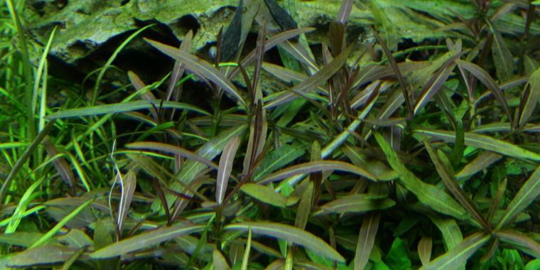 TROPICA 1-2 Grow TC (Hygrophila 'Araguaia')