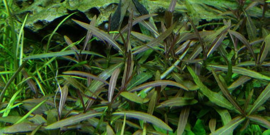 TROPICA 1-2 Grow TC (Hygrophila 'Araguaia')