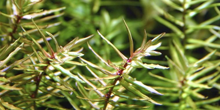 TROPICA 1-2 Grow TC (Didiplis diandra)