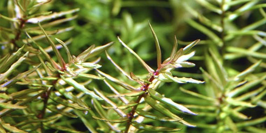 TROPICA 1-2 Grow TC (Didiplis diandra)
