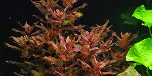 TROPICA 1-2 Grow TC (Rotala macrandra)