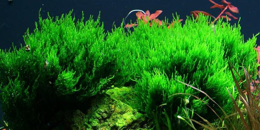 TROPICA 1-2 Grow TC (Taxiphyllum 'Flame')