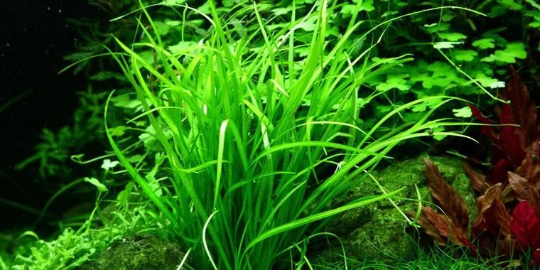 TROPICA 1-2 Grow TC (Helanthium tenellum 'Green')