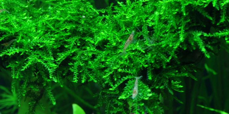 TROPICA 1-2 Grow TC (Vesicularia ferriei 'Weeping')