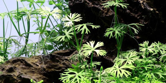 TROPICA 1-2 Grow TC (Ranunculus inundatus)