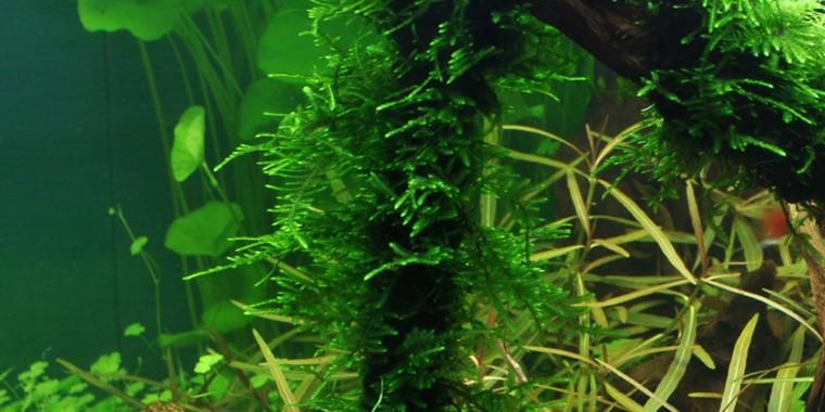TROPICA 1-2 Grow TC (Taxiphyllum 'Spiky')