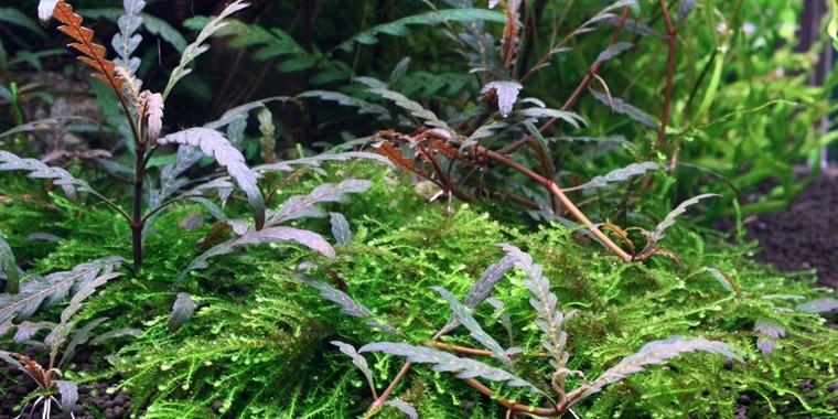 TROPICA 1-2 Grow TC (Hygrophila pinnatifida)