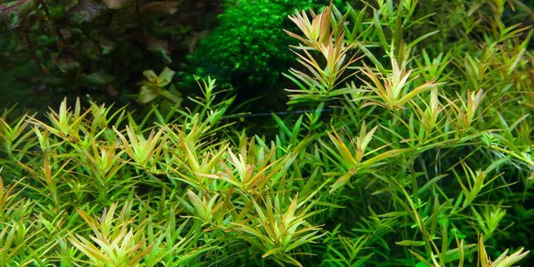 TROPICA 1-2 Grow TC (Rotala 'Vietnam H'ra')