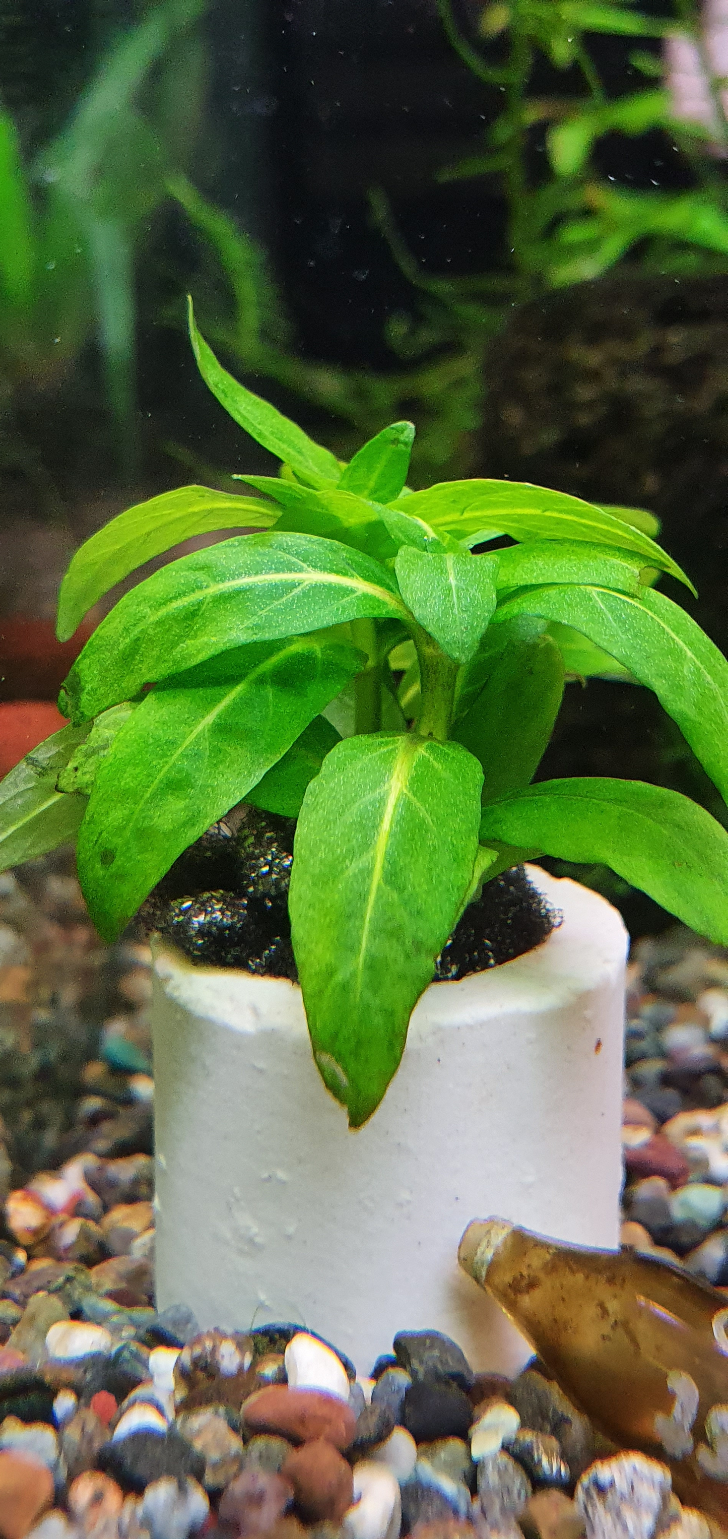 Staurogyne repens