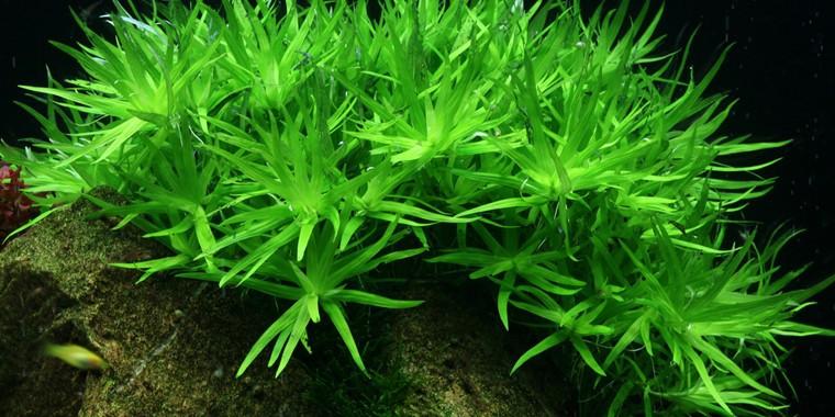 TROPICA 1-2 Grow TC (Heteranthera zosterifolia)